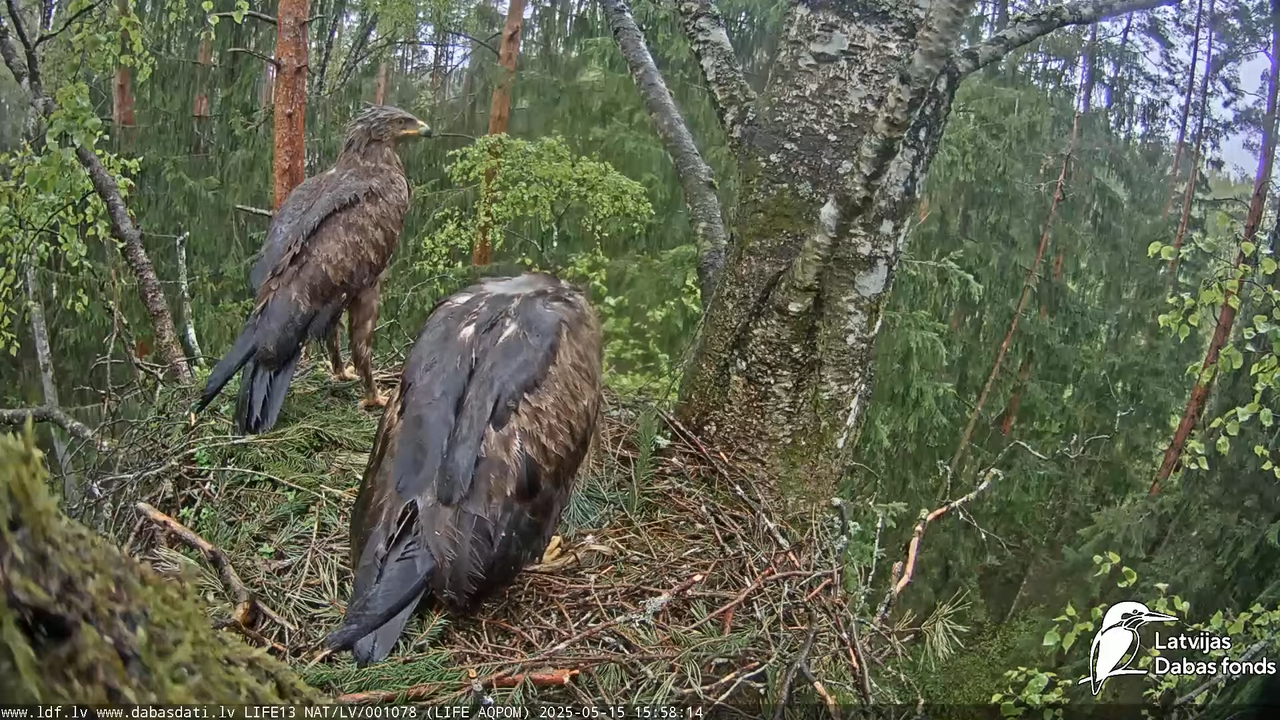 Mazais ērglis (Clanga pomarina), ligzda bērzā 14-38-45 screenshot