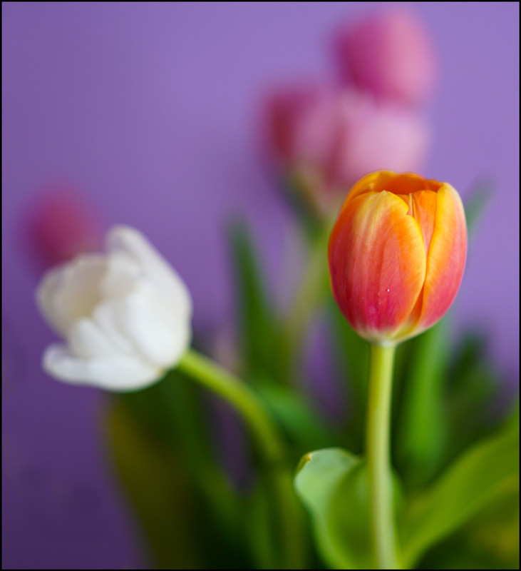 Tulips