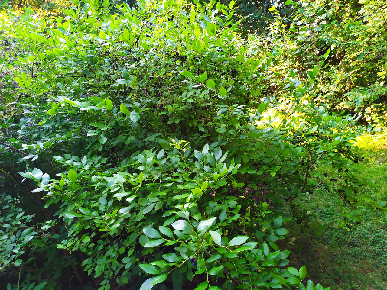 IMG 20260730 070325