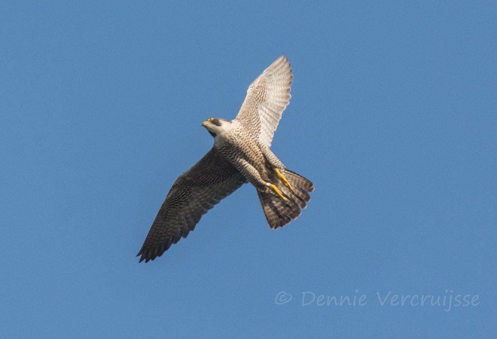 Foto - Foto's van Dennie. 2020 Sv1601d