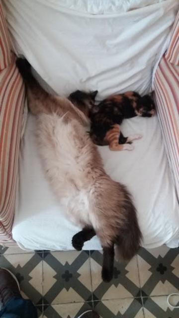 [Imagen: 2019-07-29-8.jpg]