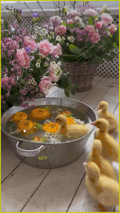 060725-canetons-bassine-eau