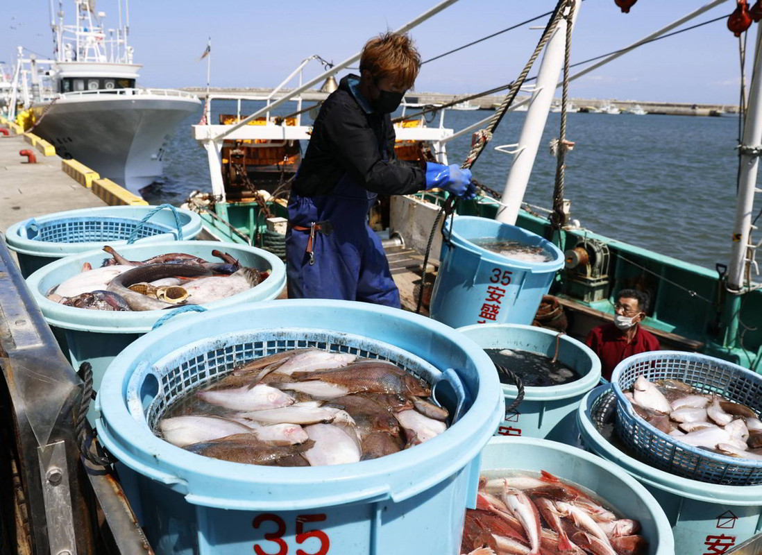 Fukushima: Pesce persico radioattivo ritirato dal mercato