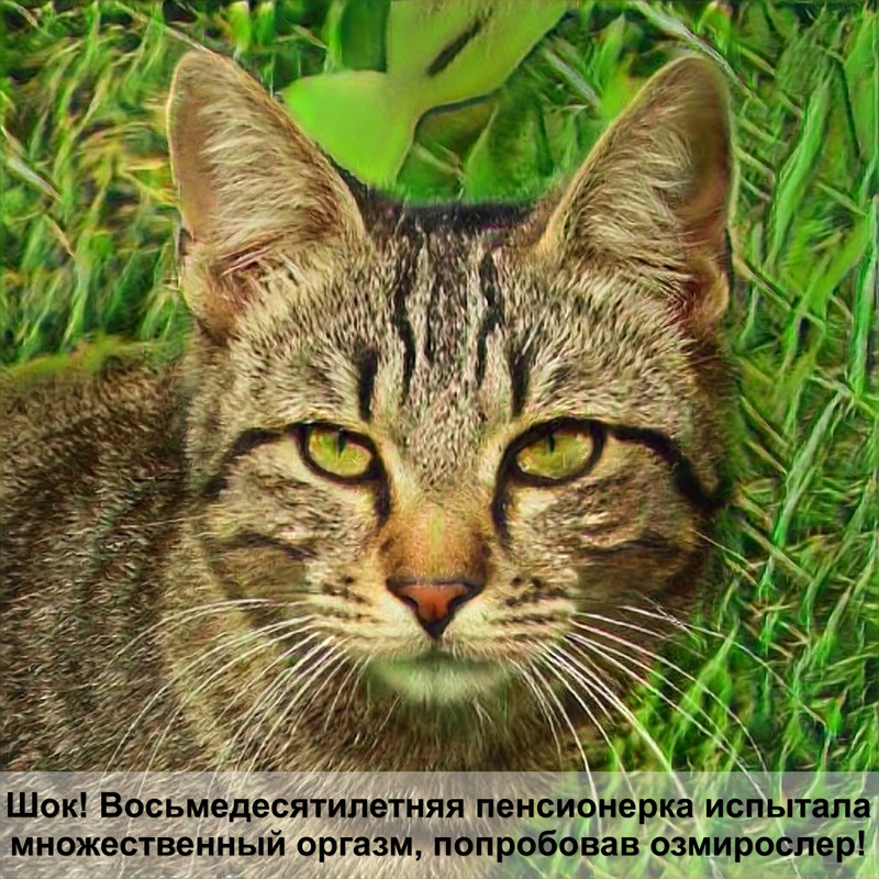 шотландская кошка сиамского окраса