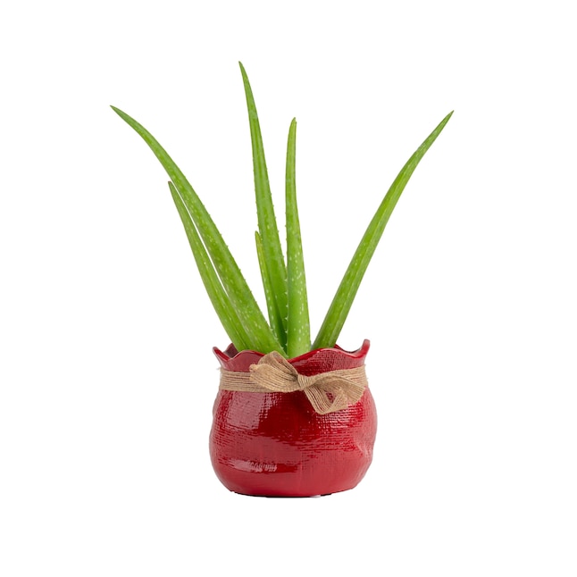 Elevate Your Space: 50% Off Plants & Herbs + Free Shipping, Costa Farms Aloe Vera Only .27 at Lowe’s! Elevate Your Space: 50% Off Plants & Herbs + Free Shipping, Costa Farms Aloe Vera Only .27 at Lowe’s!