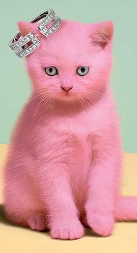 pinkkitty.jpg