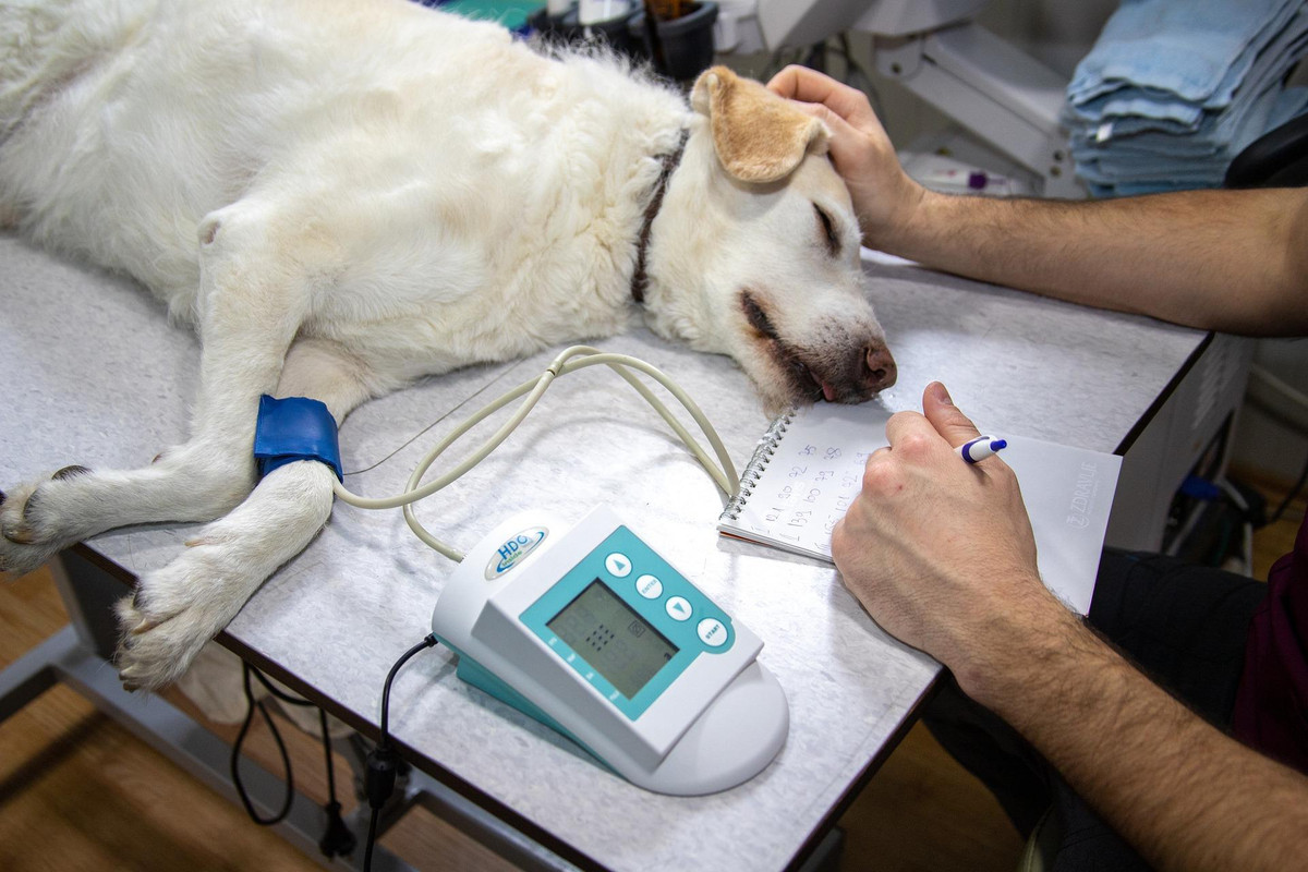 Detectan primer contagio de viruela de mono en mascotas