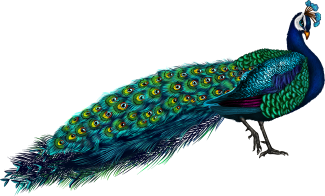 PeacockDreams_MM_Element (116)