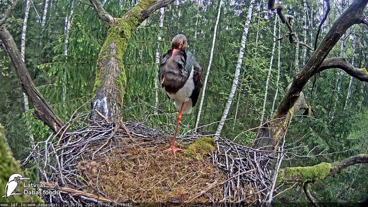 vlcsnap-2025-05-22-08h29m20s317