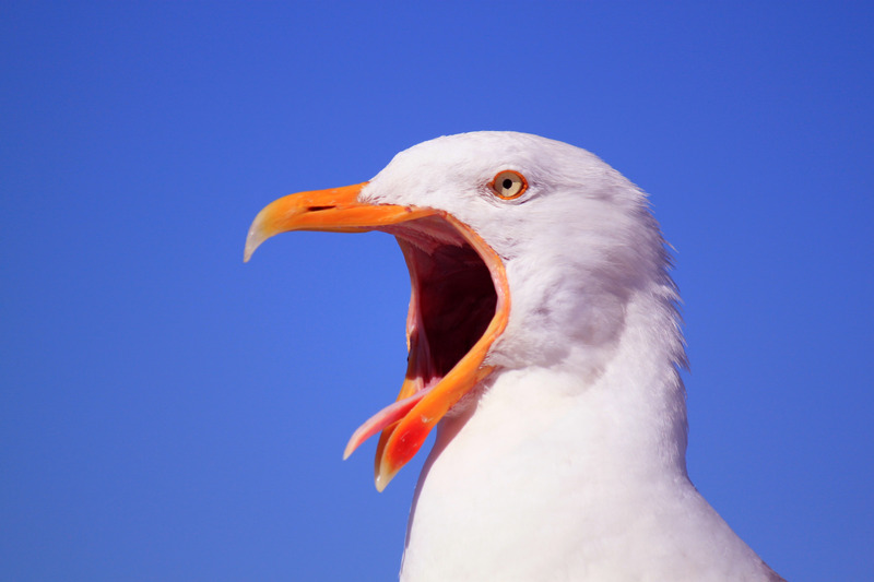 whiteseagull-Closeup.jpg