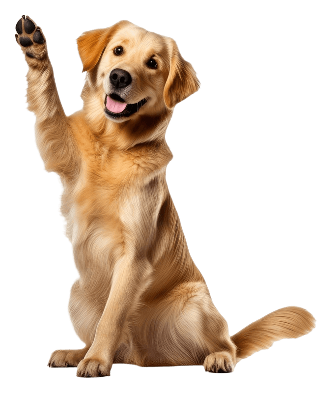 Happy dog