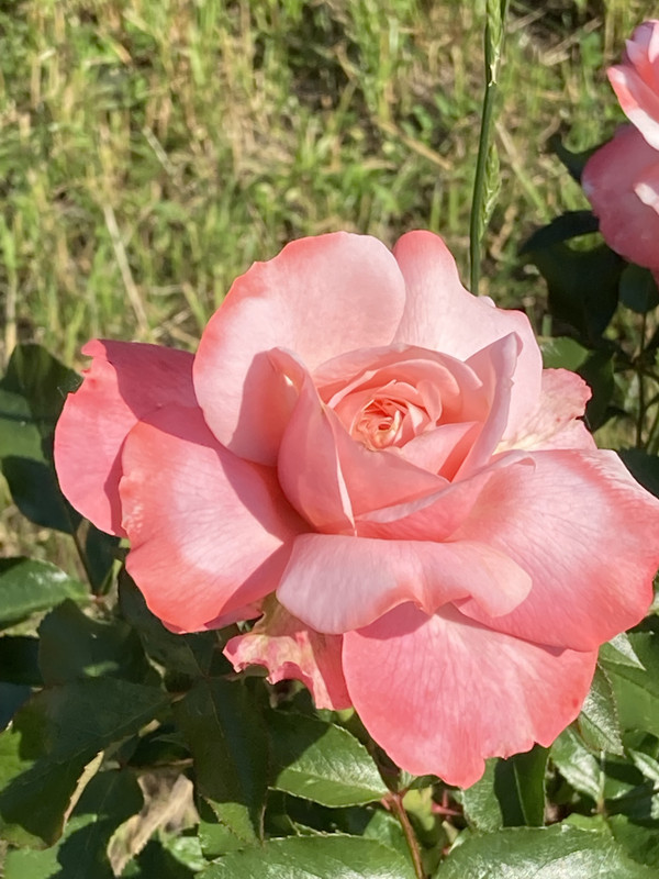 https://i.postimg.cc/j54ZfPp3/78.jpg