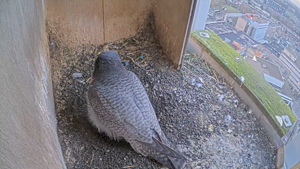 Schermafbeelding 2025-01-31 172857