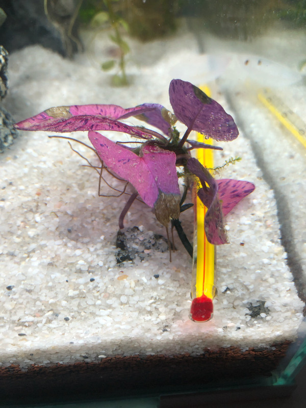 E32EB419-A18C-4817-99A1-0A9D12A5756E