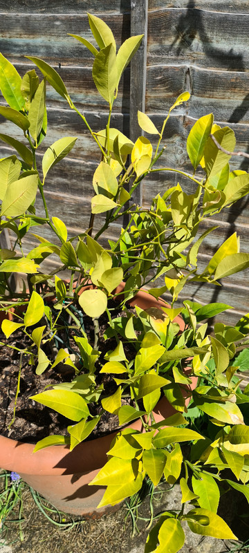 lemon1
