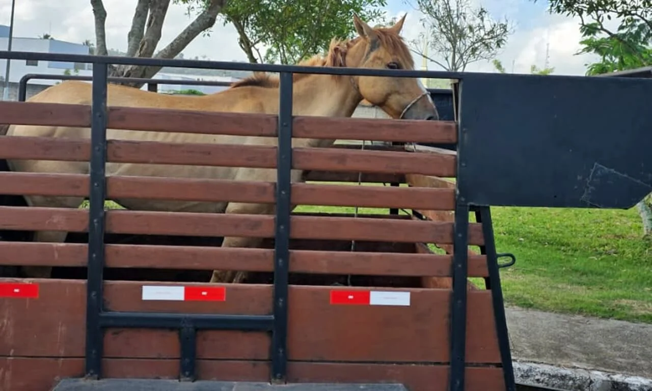 SMTT intensifica ações de recolhimento de animais soltos nas ruas de São Miguel dos Campos