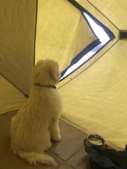 Piper