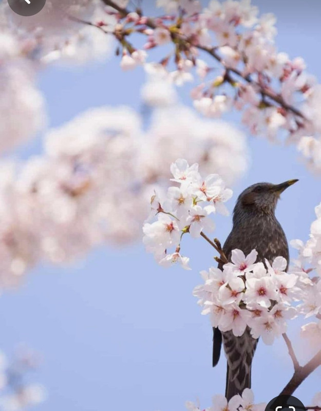 Screenshot_20240320_224853_Pinterest