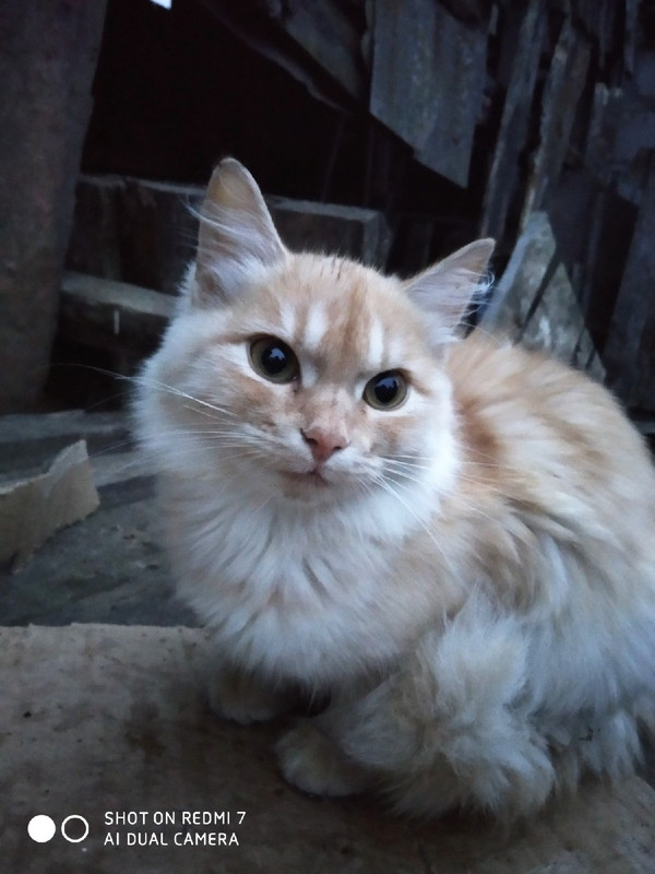 IMG-686099a9405b2c7982ee4954988eea9e-V