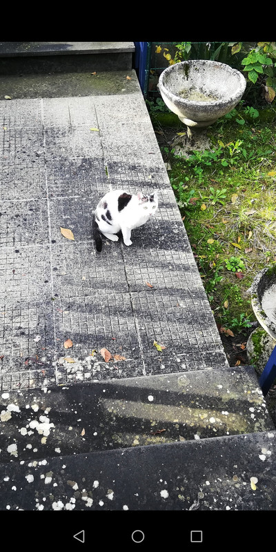 Screenshot_20191217_102206_com.android.gallery3d