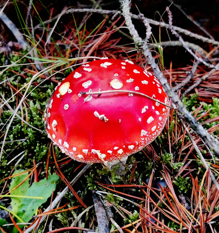 Toadstool 