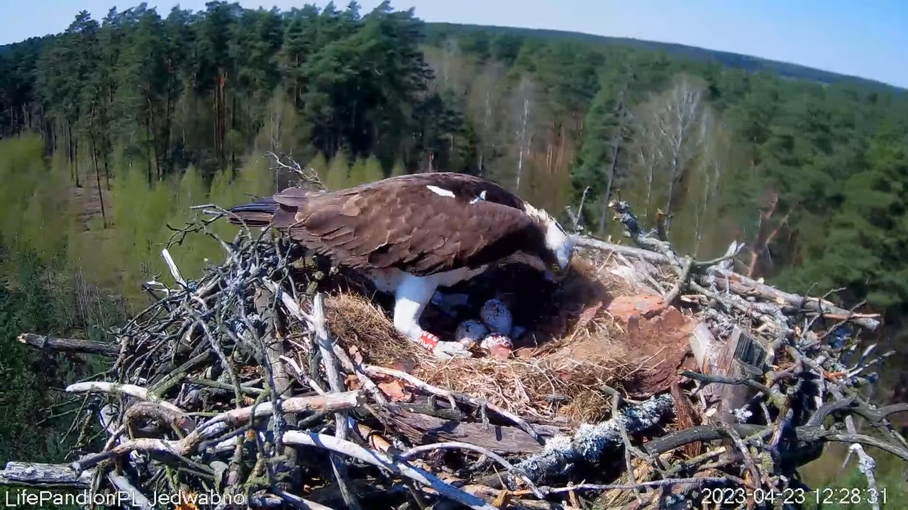 Zivjērgļi tiešsaistē Napiwodzko-Ramucka mežā 2-53-22 screenshot