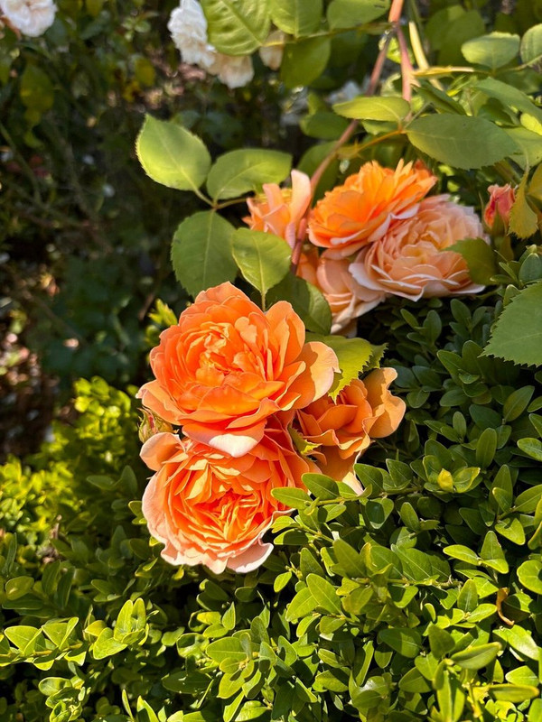 My-roses.jpg