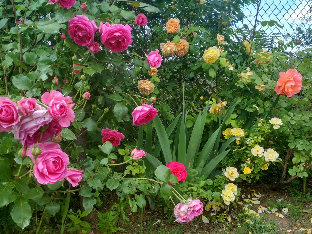 IMG_20190524_161749_HDR
