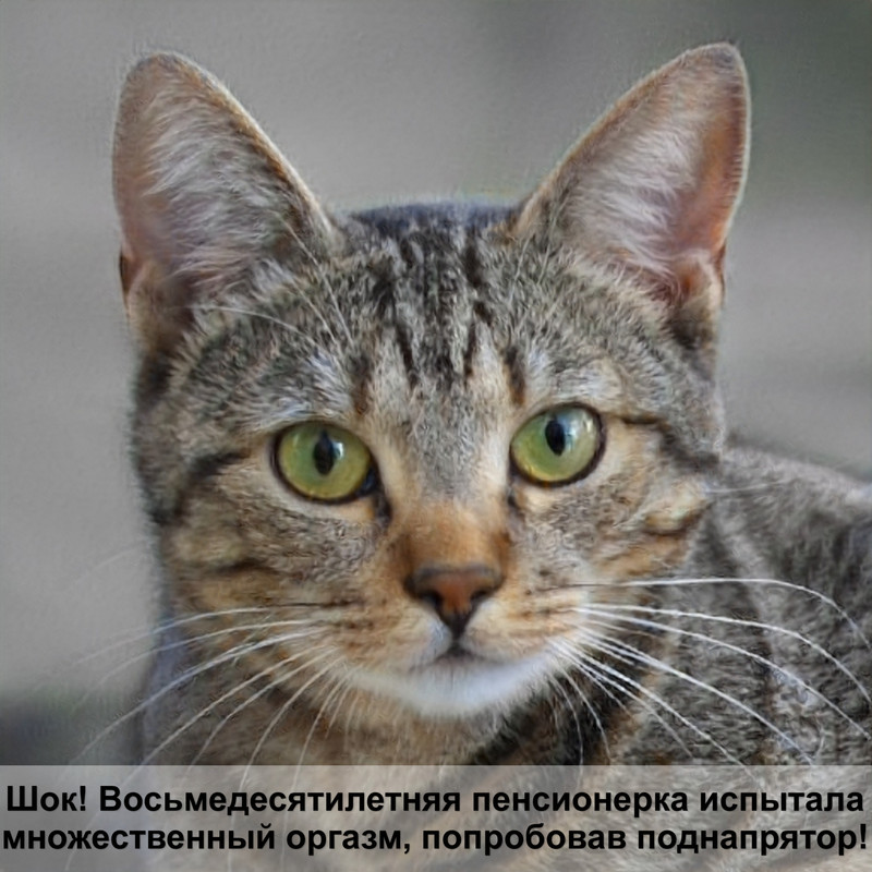 корм для котов