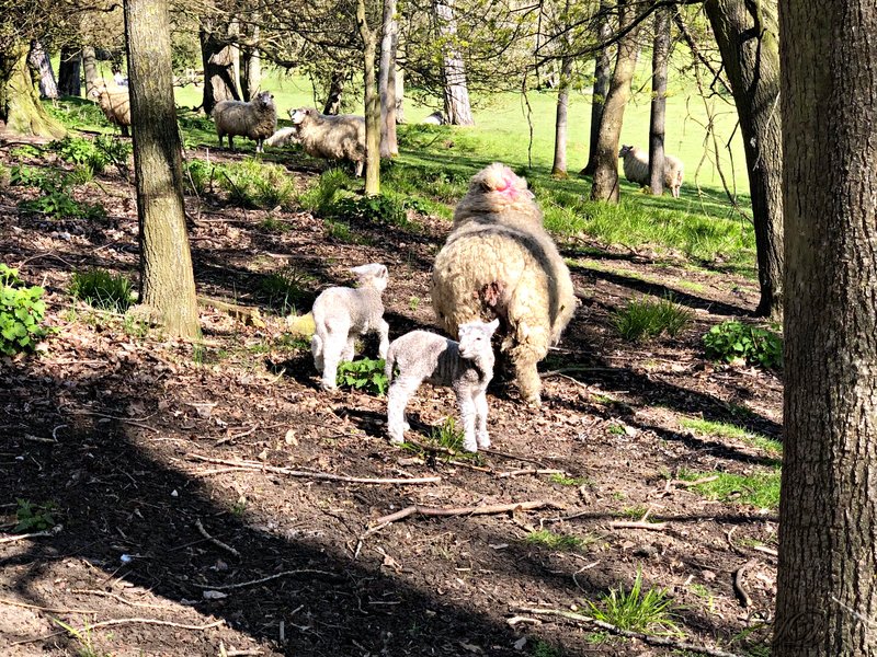 Ewe-Lambs-HD.jpg