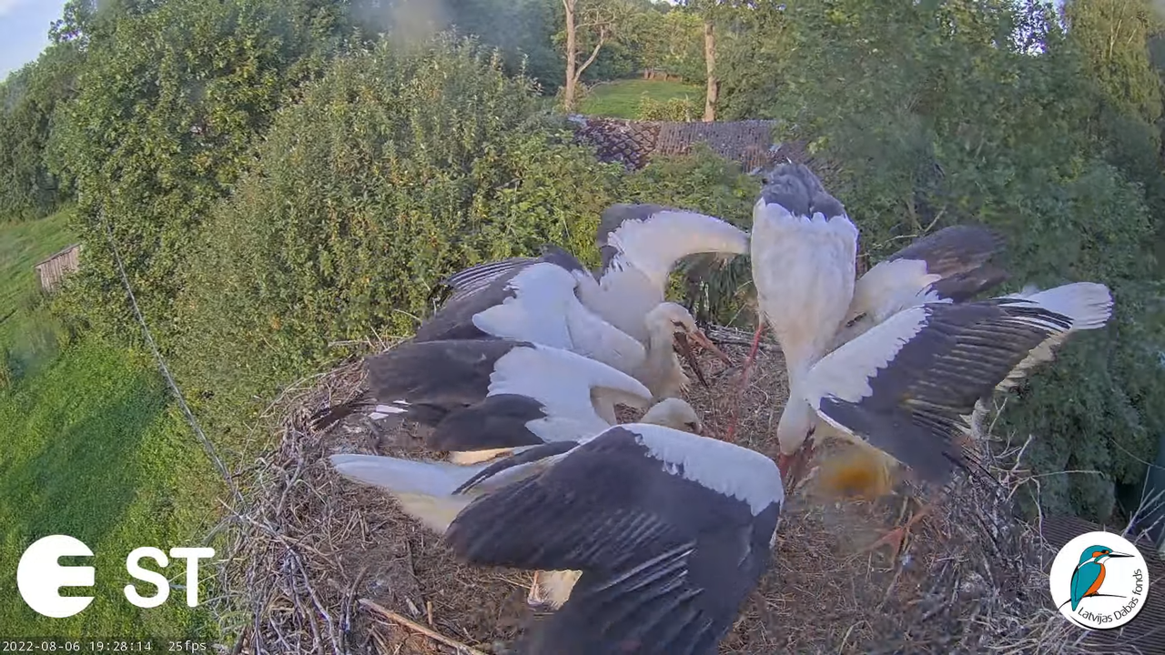Baltie stārķi (Ciconia ciconia) Tukuma novadā - LDF tiešraide __ White storks in Tukums, Latvia 15-2