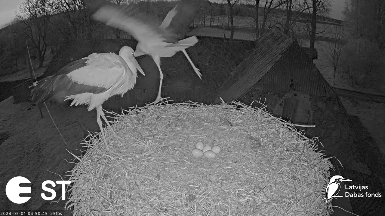 Baltie stārķi (Ciconia ciconia) Tukuma novadā - LDF tiešraide __ White storks in Tukums, Latvia 8-17