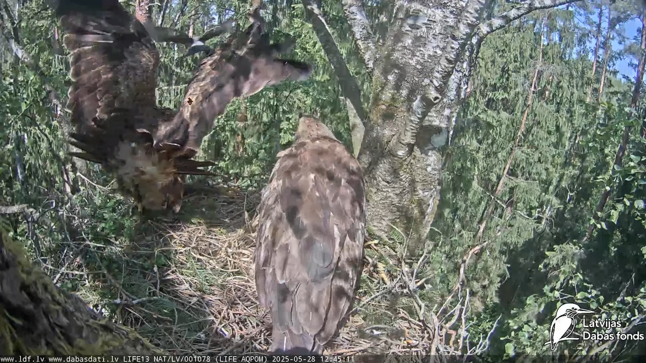 Mazais ērglis (Clanga pomarina), ligzda bērzā 14-17-56 screenshot (1)