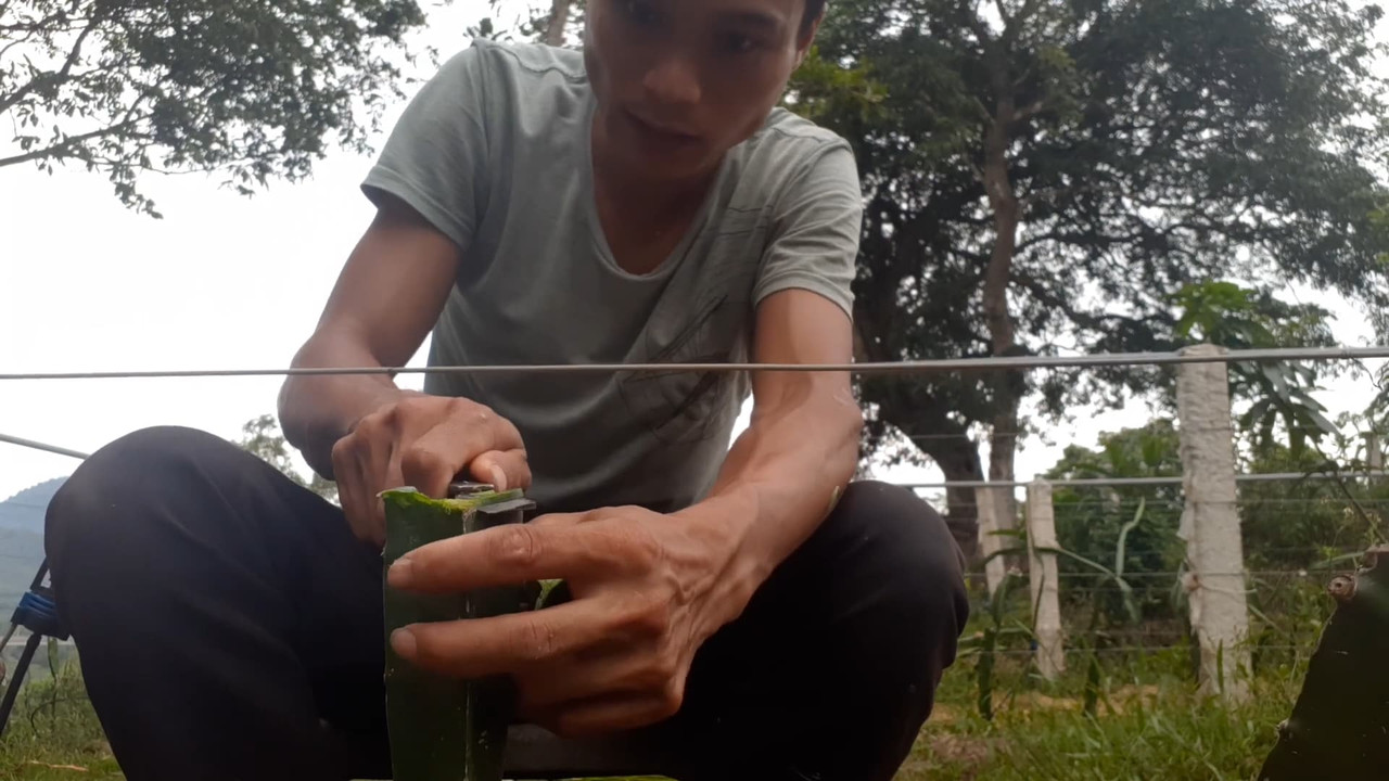 How to graft dragon fruits