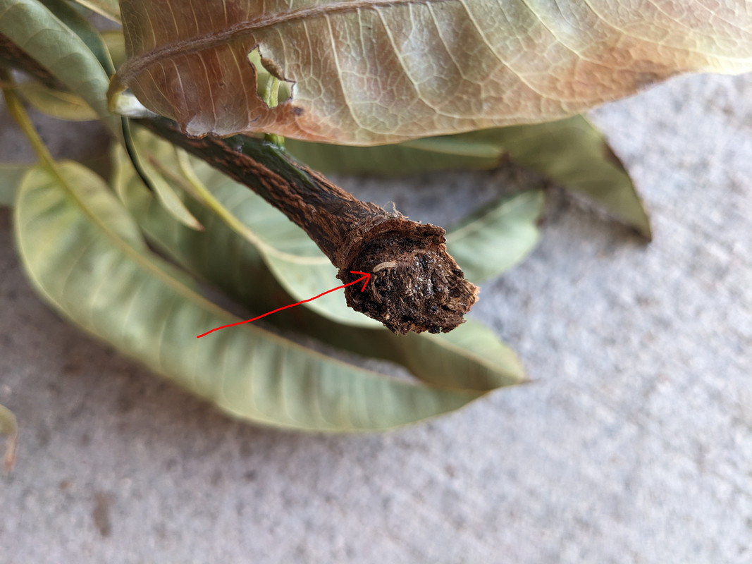 PXL_20240711_014224515