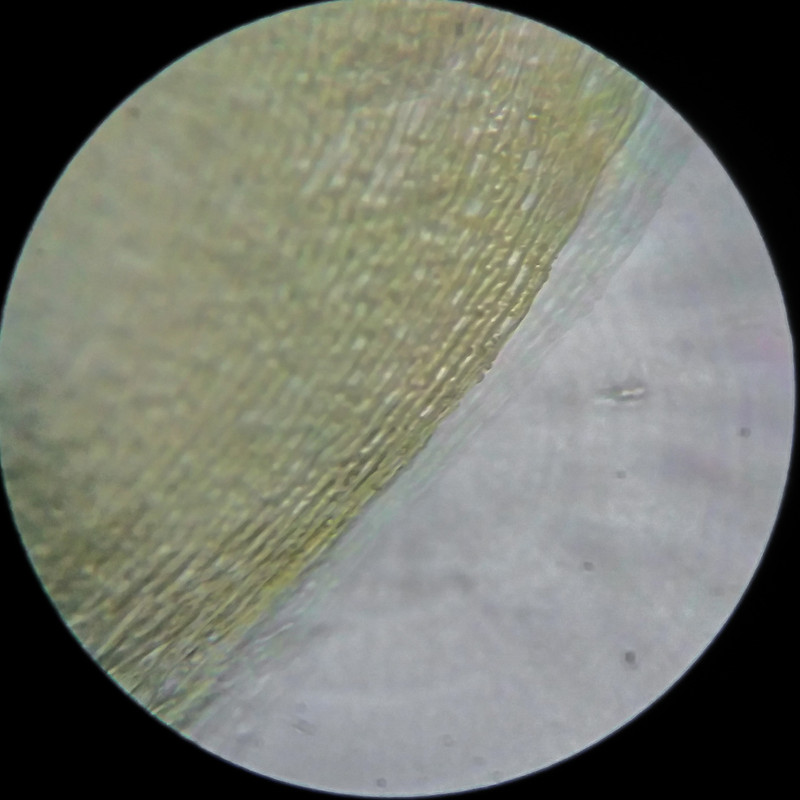 IMG 20250614 210330 HDR