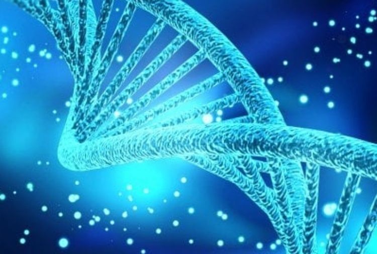 dna genetica