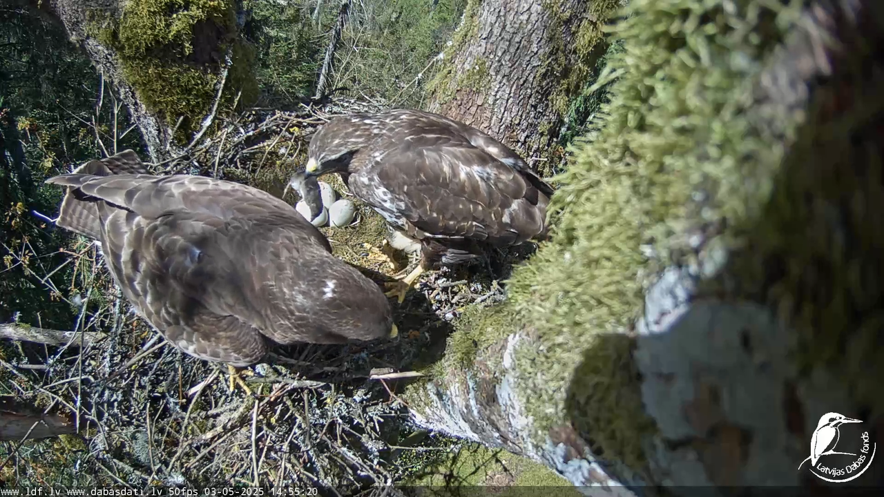 Melnās klijas (Milvus migrans) Kurzemē_ peļu klijāni (Buteo buteo) 15-47-20 screenshot