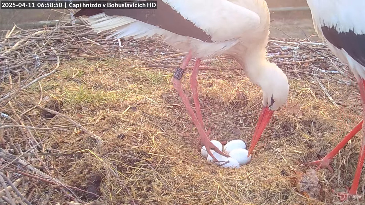 Živě z čapího komína v Bohuslavicích u Trutnova v HD 4-25-28 screenshot