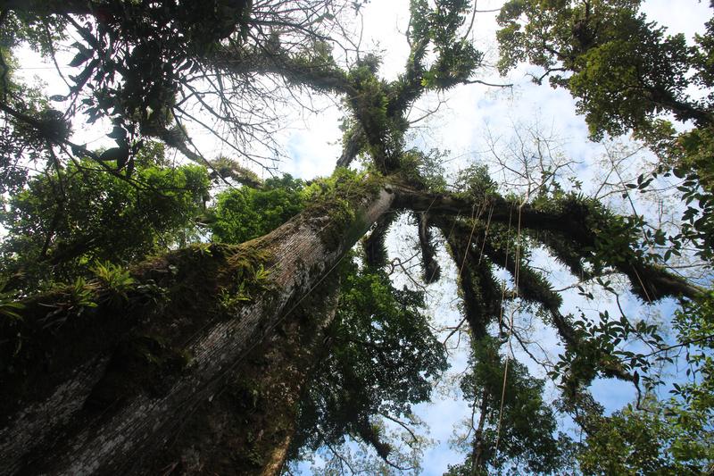 DIA 10: RIO CELESTE - DE TORTUGAS Y PEREZOSOS. COSTA RICA 2019 (49)