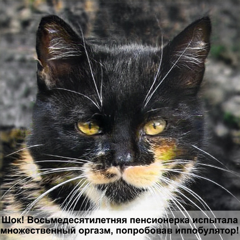 порода кошек шиншилла