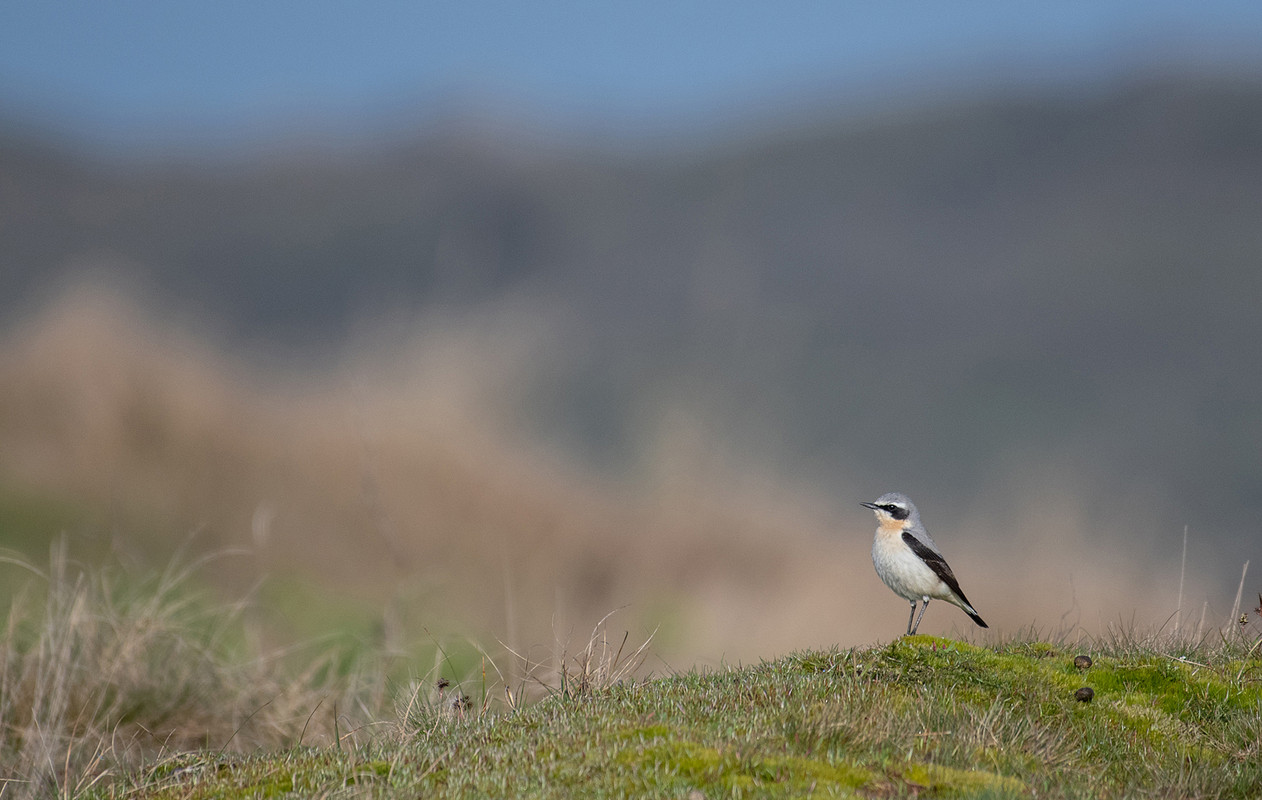Tapuit in de duinen