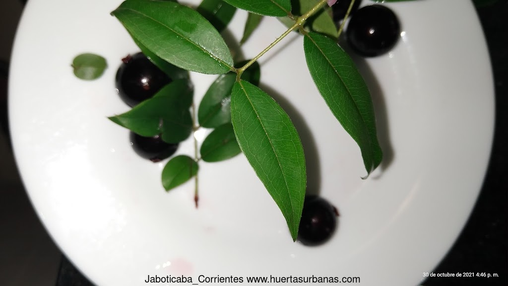 Huertasurbanas_com-IMG_20211030_164612179.jpg-20211030_184628Jaboticaba_Corrientes