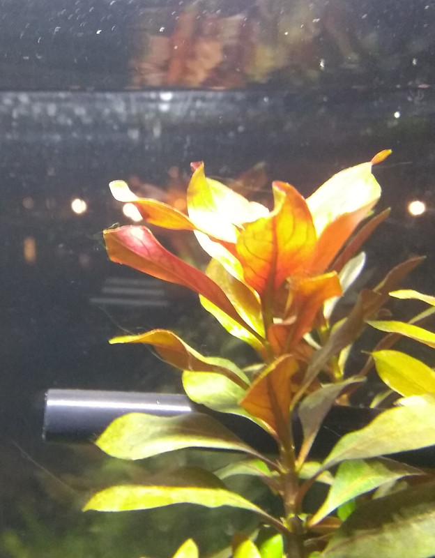 IMG_20181217_202358869