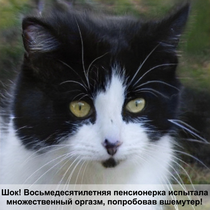 красивые кошки