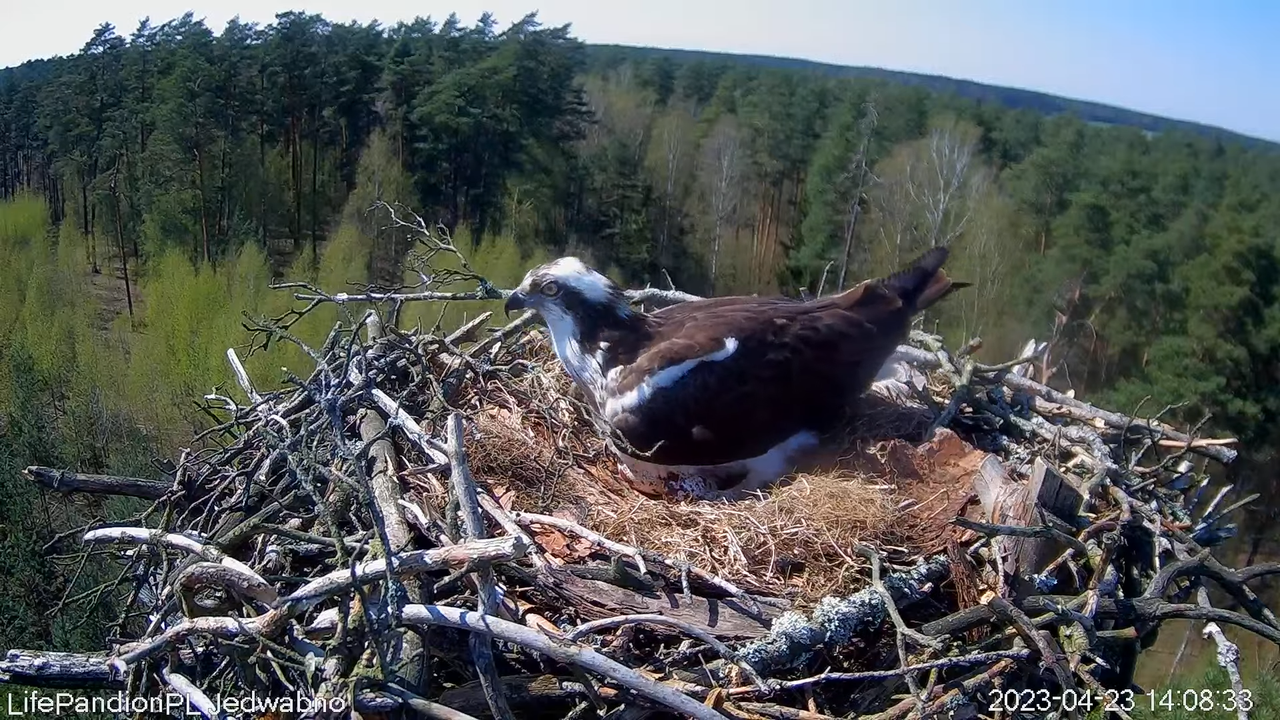 Zivjērgļi tiešsaistē Napiwodzko-Ramucka mežā 4-33-16 screenshot