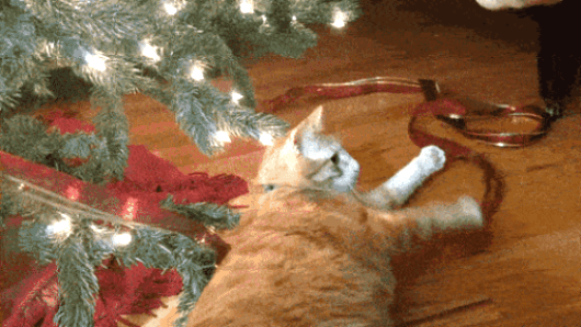 54.gif