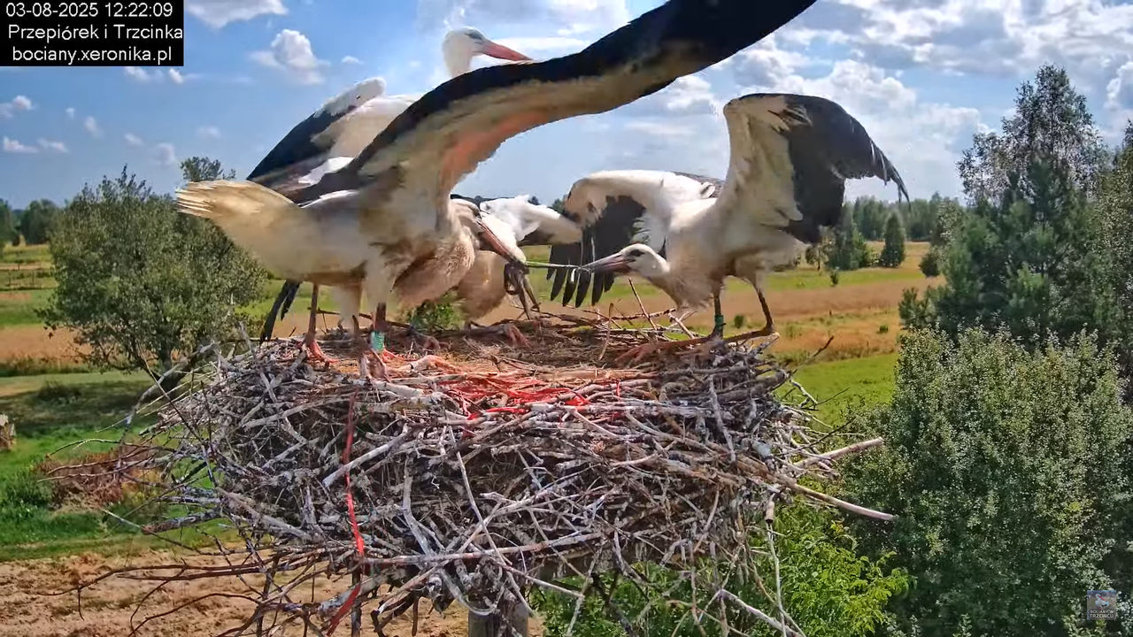 03082025bociany27