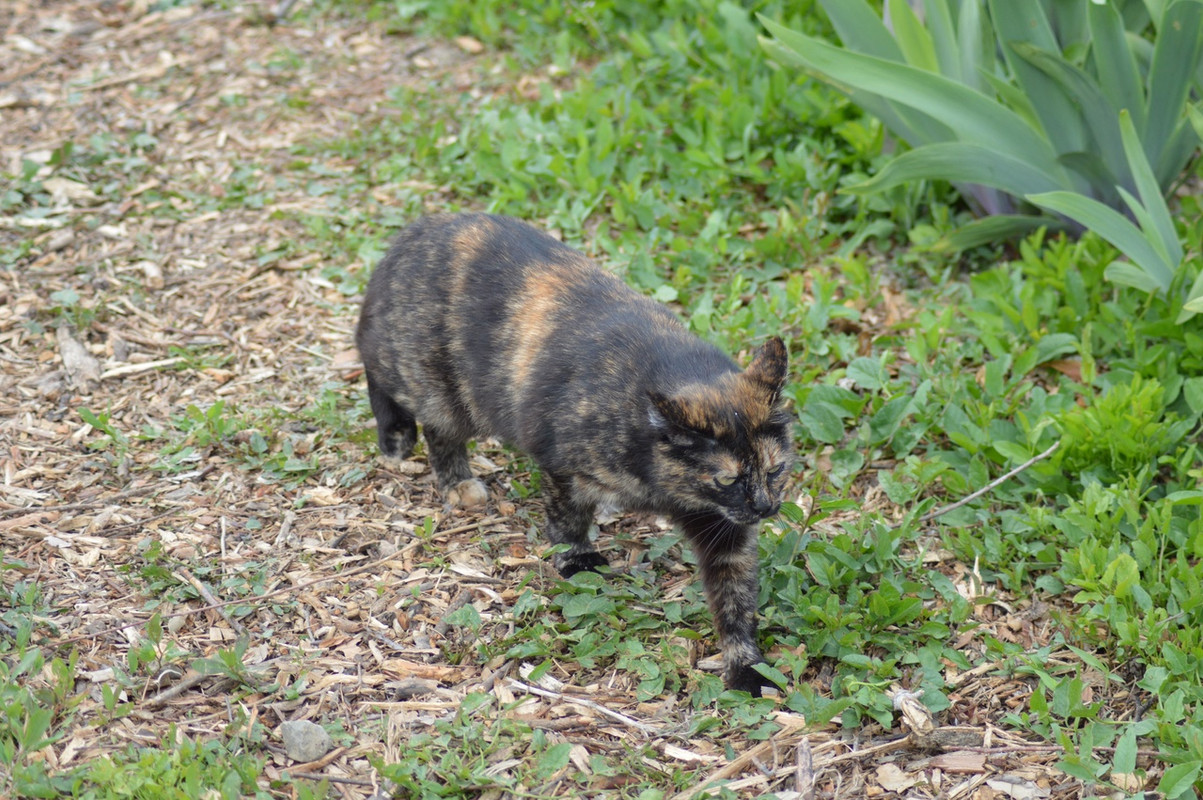 пеструшка в ирисах1