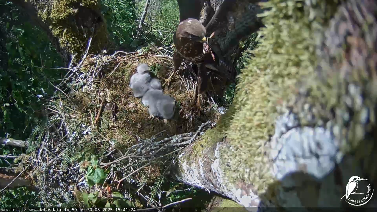 Melnās klijas (Milvus migrans) Kurzemē_ peļu klijāni (Buteo buteo) 11-37-59 screenshot